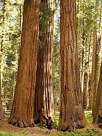  Foto Reiseführer  Kalifornien Mammutbäume prägen das Bild des Sequoia National Parks