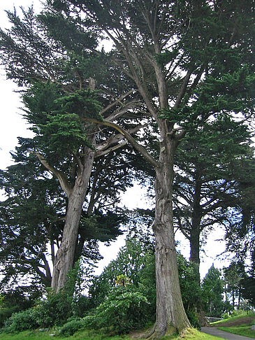 Alamo Square Fotos