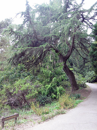 Golden Gate Park mit Botanischen Garten