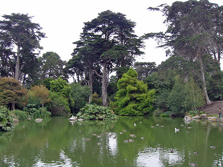 Golden Gate Park mit Botanischen Garten Foto 