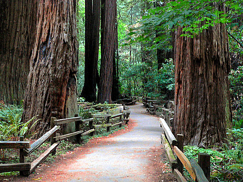 Muir Woods National Monument Fotos In Kalifornien Mit Fotogalerie Muir 